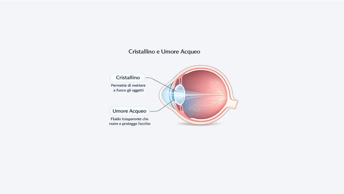 Illustrazione del cristallino e dell’umore acqueo.