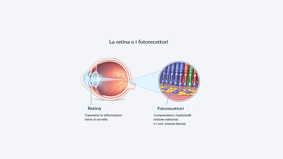 Illustrazione della retina e dei fotoricettori.